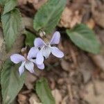 Viola bissetii Цветок
