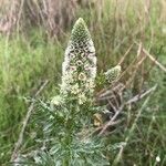 Reseda alba Blüte