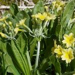 Primula luteola Other