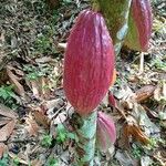 Theobroma cacao Fruchs