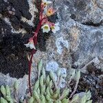 Saxifraga conifera পাতা