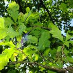 Quercus robur Yaprak