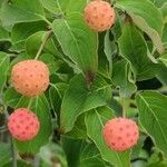 Cornus kousa Fruto