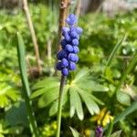 Muscari botryoides Floare