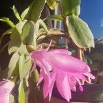 Schlumbergera russelliana Floare