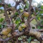 Commiphora madagascariensis Плод