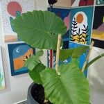 Alocasia macrorrhizos Liść