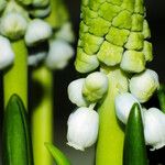 Muscari botryoides Çiçek