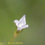Wahlenbergia lobelioides Flower