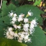 Ageratina altissima Çiçek