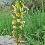 Pedicularis ascendens Flower