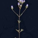 Chromolaena horminoides Fleur