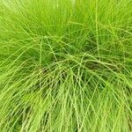 Carex paniculataপাতা