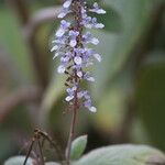 Coleus argentatus ফুল