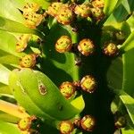 Euphorbia neriifolia Цвят