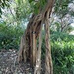 Ficus thonningii 樹皮