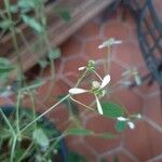 Euphorbia graminea Kvet
