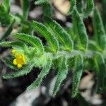 Alkanna lutea Flower