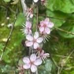 Prunus tenella Flower