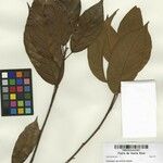 Coussapoa parvifolia Άλλα