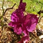 Cattleya wittigiana പുഷ്പം