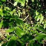 Salix pentandra Habitat