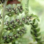 Dryopteris athamantica Leaf