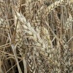 Triticum aestivum ഫലം