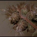 Phacelia mutabilis Frutto