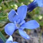 Gentiana orbicularis Anders