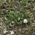 Spergularia media Leaf