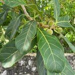 Ficus obtusifolia Feuille