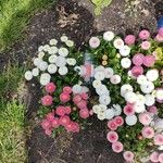 Bellis perennisЦветок