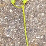 Oxalis dillenii Fruit