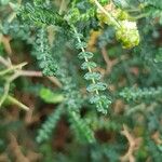 Sarcopoterium spinosum Likasa