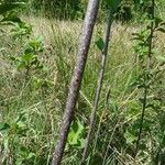 Frangula alnus Bark