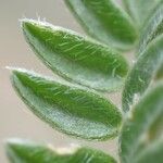 Oxytropis campestris Blad