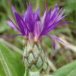 Cyanus triumfettii Flower
