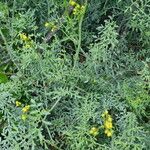 Ruta chalepensis Hoja