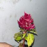 Celosia argenteaFlower
