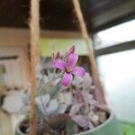 Kalanchoe pumila Цветок