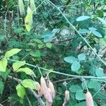 Crotalaria laburnifolia Плод