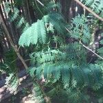 Albizia harveyi Hàbitat