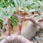 Pachypodium rosulatum Φύλλο