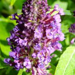 Buddleja davidii Flower