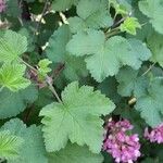 Ribes sanguineum Fuelha