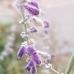 Salvia abrotanoides 花