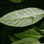 Burmeistera vulgaris 葉