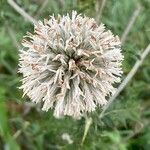 Echinops sphaerocephalusFlower