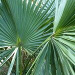 Sabal minor Leaf